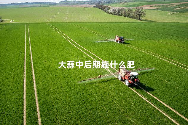 大蒜中后期施什么肥 大蒜管理與肥料